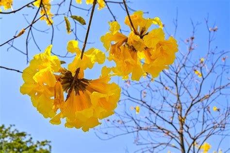 黃鐘花風水|黃花風鈴木｜香港6大必去賞花熱點！東涌/上水/南昌！附交通方